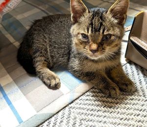 2025/10/26	掲載					■名前：	子猫	25-K159	■仮名：	ろん		■性別：	オス		■年齢：	2か月くらい		■ノミダニ駆除　　済		■寄生虫駆除　　　済		■ワクチン接種　　済（3種混合）1回目秋田市で保護されています						保護された時は、目は結膜炎・気管支炎に成っていて、開眼出来ず、泣くことも、動く事も出来ないくらいでしたが			今ではすっかり元気になりました！			キジトラ麦わら系の毛色の男の子です						■連絡先：E・佐々木　　電話　080-3489-7436			（仕事の都合により平日は18時半～21時までにお願いします）			