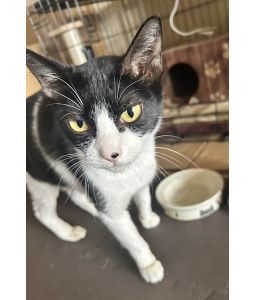 2025/10/26	掲載					■名前：	成猫	25-C37	■性別：	メス		■年齢：	2～3歳くらい		■ノミダニ駆除　　済		■寄生虫駆除　　　済		■ワクチン接種　　済（3種混合）		■避妊・去勢	予定		■血液検査	予定					男鹿市で保護されています						とても痩せて弱りながら6匹の子猫を守り、育てていました25-K153.154.155.156.157.158の母猫です			白黒ハチワレ女子です			育児が終わったら、のんびりとした猫生を一緒に過ごしてあげて下さい						■連絡先：E・佐々木　　電話　080-3489-7436			（仕事の都合により平日は18時半～21時までにお願いします）			