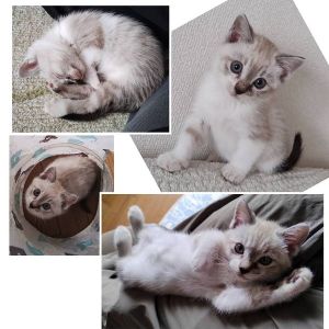 貰われました　11/9予約になりました　10/262025/10/26掲載		■名前:子猫　25-K392■性別:オス■年齢:1ヵ月半くらい　(推定2025/9/8生まれ)■ノミダニ・寄生虫駆除済(フロントラインスプレー・ドロンタール済)■ワクチン接種予定(10/29)陽気な性格の男の子一人遊びもお留守番もできます敷物は硬めがお好みのようです大きくなると毛色が変わるかも？それも楽しみな子です🐈嵯峨　080-3489-9874　月～金曜日　18：30～21：00　土～日曜・祝日　9：00～21：00※通話中の着信履歴が表示されません　ショートメールの通知が鳴らないことが多いため　電話がつながらない時はしばらくしてからおかけ直しをお願いいたします