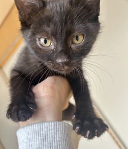 2025/10/26	掲載					■名前：	子猫	25-K156■性別：	メス		■年齢：	2か月半くらい		■ノミダニ駆除　　済		■寄生虫駆除　　　済		■ワクチン接種　　済　1回目男鹿市で保護されています						黒猫の女の子　			尻尾がまっすぐでちょっと臆病なところがあります			母猫の母乳で兄弟元気に成長しました			25-K153.154.155.156.157.158は兄弟です			■連絡先：E・佐々木　　電話　080-3489-7436			（仕事の都合により平日は18時半～21時までにお願いします）			