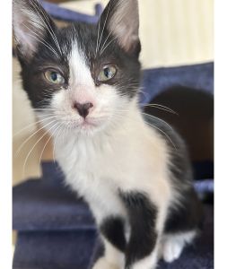 2025/10/26	掲載					■名前：	子猫	25-K153	■性別：	メス		■年齢：	2か月半くらい		■ノミダニ駆除　　済		■寄生虫駆除　　　済		■ワクチン接種　　済　1回目男鹿市で保護されています						ハチワレ柄の女の子　			尻尾がまっすぐで前足にハートのような模様があるのが特徴です			母猫の母乳で兄弟元気に成長しました			25-K153.154.155.156.157.158は兄弟です			■連絡先：E・佐々木　　電話　080-3489-7436			（仕事の都合により平日は18時半～21時までにお願いします）			