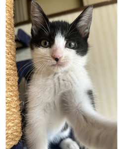 2025/10/26	掲載					■名前：	子猫	25-K154	■性別：	メス		■年齢：	2か月半くらい		■ノミダニ駆除	済		■寄生虫駆除	済		■ワクチン接種	済　1回目男鹿市で保護されています						ハチワレ柄の女の子　			 カギ尻尾で鼻にホクロがあるのが特徴的		母猫の母乳で兄弟元気に成長しました			25-K153.154.155.156.157.158は兄弟です			■連絡先：E・佐々木　　電話　080-3489-7436			（仕事の都合により平日は18時半～21時までにお願いします）			