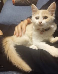 予約になりました　10/272025/10/26掲載		■名前:子猫　25-K389■性別:オス■年齢:1ヵ月半くらい　(推定2025/9/6生まれ)■ノミダニ・寄生虫駆除済(フロントラインスプレー・ドロンタール済)■ワクチン接種済(3種1回)甘えん坊さんで抱っこが大好きミルクティー色ふわふわの毛の美猫君です■連絡先・受付時間　(両名受付可能・メールでの譲渡受付はしておりません)🐈大嶋　070-3390-3998　9：00～21：00　※留守番電話に切り替わった際はお名前・ご用件・希望の猫の番号等を残していただけると助かります🐈嵯峨　080-3489-9874　月～金曜日　18：30～21：00　土～日曜・祝日　9：00～21：00※通話中の着信履歴が表示されません　ショートメールの通知が鳴らないことが多いため　電話がつながらない時はしばらくしてからおかけ直しをお願いいたします