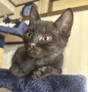 2025/10/26	掲載					■名前：	子猫	25-K158■年齢：	2か月半くらい		■ノミダニ駆除　　済		■寄生虫駆除　　　済		■ワクチン接種　　済　1回目男鹿市で保護されています						黒猫の男の子			幸せを引っ掛けるカギ尻尾寝ている猫にちょっかいかけるお調子者です！			母猫の母乳で兄弟元気に成長しました			25-K153.154.155.156.157.158は兄弟です			■連絡先：E・佐々木　　電話　080-3489-7436			（仕事の都合により平日は18時半～21時までにお願いします）			