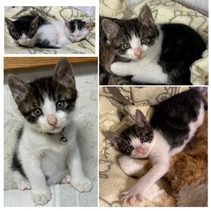 2025/11/10更新■名前:子猫　25-K379■性別:オス■年齢:2ヵ月くらい　(推定2025/9/8生まれ)■ノミダニ・寄生虫駆除済(フロントラインスプレー・ドロンタール・ネクスガードキャットコンボ済)■ワクチン接種済(3種1回)動く物なんでも反応！取り敢えず挑む行動派！食事も豪快なThe男子！！でも些細な音に素早く身を隠す内弁慶さんです■連絡先・受付時間　(両名受付可能・メールでの譲渡受付はしておりません)🐈大嶋　070-3390-3998　9：00～21：00　※留守番電話に切り替わった際はお名前・ご用件・希望の猫の番号等を残していただけると助かります🐈嵯峨　080-3489-9874　月～金曜日　18：30～21：00　土～日曜・祝日　9：00～21：00※通話中の着信履歴が表示されません　ショートメールの通知が鳴らないことが多いため　電話がつながらない時はしばらくしてからおかけ直しをお願いいたします