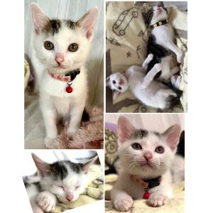 2025/11/10更新		■名前:子猫　25-K381■性別:オス■年齢:2ヵ月くらい　(推定2025/9/8生まれ)■ノミダニ・寄生虫駆除済(フロントラインスプレー・ドロンタール・ネクスガードキャットコンボ済)■ワクチン接種済(3種1回)兄弟の中で一番にトイレを覚えましたご飯も綺麗に食べたり兄弟の毛繕いをしてあげたりと長男格！抱っこ大好き誰かそばに居ないと鳴いて探してしまう寂しがりやさん■連絡先・受付時間　(両名受付可能・メールでの譲渡受付はしておりません)🐈大嶋　070-3390-3998　9：00～21：00　※留守番電話に切り替わった際はお名前・ご用件・希望の猫の番号等を残していただけると助かります🐈嵯峨　080-3489-9874　月～金曜日　18：30～21：00　土～日曜・祝日　9：00～21：00※通話中の着信履歴が表示されません　ショートメールの通知が鳴らないことが多いため　電話がつながらない時はしばらくしてからおかけ直しをお願いいたします