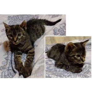 2025/10/26掲載		■名前:子猫　25-K160■性別:オス■年齢:2ヵ月くらい(推定8/16生まれ)■ノミダニ・寄生虫駆除済(フロントラインスプレー・ドロンタール済)■ワクチン接種済(3種)少し人見知りで初対面の人には警戒しますが遊び好きでおもちゃを追って走り回る元気な子ですじゃれて噛んでも本気噛みはしませんまっすぐしっぽ■連絡先月～金曜日　18：30～21：00土～日曜・祝日　9：00～21：00※通話中の着信履歴が表示されません　ショートメールの通知が鳴らないことが多いため　電話がつながらない時はしばらくしてからおかけ直しをお願いいたします※時間外のお電話・メールでの受付はしておりません嵯峨　080-3489-9874