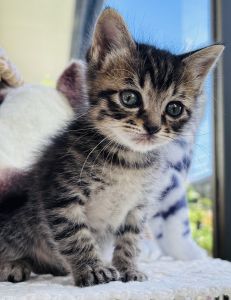 予約になりました　11/92025/10/28掲載		■名前:子猫　25-K377■性別:オス■年齢:1ヵ月半くらい　(推定2025/9/12生まれ)■ノミダニ・寄生虫駆除済(フロントラインスプレー・ドロンタール済)■ワクチン接種予定食欲旺盛元気印探検大好きな男の子先がカギになったしっぽ■連絡先・受付時間　(両名受付可能・メールでの譲渡受付はしておりません)🐈大嶋　070-3390-3998　9：00～21：00　※留守番電話に切り替わった際はお名前・ご用件・希望の猫の番号等を残していただけると助かります🐈嵯峨　080-3489-9874　月～金曜日　18：30～21：00　土～日曜・祝日　9：00～21：00※通話中の着信履歴が表示されません　ショートメールの通知が鳴らないことが多いため　電話がつながらない時はしばらくしてからおかけ直しをお願いいたします