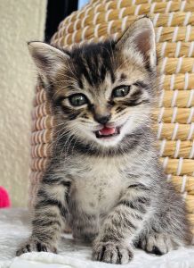 予約になりました　11/92025/10/28掲載		■名前:子猫　25-K376■性別:オス■年齢:2ヵ月くらい　(推定2025/9/12生まれ)■ノミダニ・寄生虫駆除済(フロントラインスプレー・ドロンタール済)■ワクチン接種予定兄弟ケンカに負けない強気な男の子長いまっすぐしっぽ■連絡先・受付時間　(両名受付可能・メールでの譲渡受付はしておりません)🐈大嶋　070-3390-3998　9：00～21：00　※留守番電話に切り替わった際はお名前・ご用件・希望の猫の番号等を残していただけると助かります🐈嵯峨　080-3489-9874　月～金曜日　18：30～21：00　土～日曜・祝日　9：00～21：00※通話中の着信履歴が表示されません　ショートメールの通知が鳴らないことが多いため　電話がつながらない時はしばらくしてからおかけ直しをお願いいたします