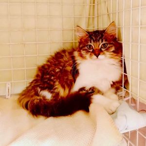 2025/11/8　更新025/10/30　掲載			■名前：	子猫	25-K162■性別：	オス	■年齢：	５か月くらい	■ノミダニ駆除　　済	■寄生虫駆除　　　済	■ワクチン接種　　済（3種混合）1回目能代市で保護されています				毛長気味の男の子です		おっとりした性格です		撫でると手をホールドします！		25-K161.162は兄弟です							■連絡先：E・佐々木　　電話　080-3489-7436		（仕事の都合により平日は18時半～21時までにお願いします）		