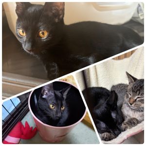 2025/10/30	掲載					■名前：	子猫	25-K163	■仮名：	くろ		■性別：	メス		■年齢：	4か月くらい	(6月末頃）	■ノミダニ駆除　　済（薬品名：ネクストガードキャットコンボ）		■寄生虫駆除　　　済		■ワクチン接種　　済（3種混合）1回目			北秋田市で保護されています						お転婆な女の子かと思いきや、いつもお膝や肩に乗ってくる甘えん坊です！												■連絡先：E・佐々木　　電話　080-3489-7436			（仕事の都合により平日は18時半～21時までにお願いします）			