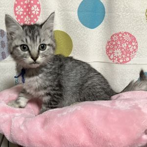 予約になりました　11/42025/10/31掲載		■名前:子猫　25-K398　(青首輪)■性別:メス■年齢:2ヵ月くらい　(推定2025/9/1生まれ)■ノミダニ・寄生虫駆除済(フロントラインスプレー・ドロンタール済)■ワクチン接種済(3種)人懐っこい姉妹みんなで元気に走り回っています姉妹の中でかけっこ１等賞犬、大人猫と一緒に過ごしているので先住犬、先住猫さんのいるご家庭でもすぐに慣れてくれそうですまっすぐしっぽ■連絡先・受付時間　(両名受付可能・メールでの譲渡受付はしておりません)🐈大嶋　070-3390-3998　9：00～21：00　※留守番電話に切り替わった際はお名前・ご用件・希望の猫の番号等を残していただけると助かります🐈嵯峨　080-3489-9874　月～金曜日　18：30～21：00　土～日曜・祝日　9：00～21：00※通話中の着信履歴が表示されません　ショートメールの通知が鳴らないことが多いため　電話がつながらない時はしばらくしてからおかけ直しをお願いいたします