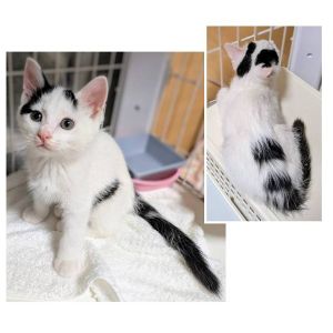 予約になりました　11/92025/10/31掲載		■名前:子猫　25-K395■性別:オス■年齢:2ヵ月くらい　(推定2025/9/1生まれ)■ノミダニ・寄生虫駆除済(フロントラインスプレー・ドロンタール済)■ワクチン接種済(3種)男の子らしく食欲旺盛で好奇心旺盛高く透き通るキレイな美声も持ち合わせています人懐っこく甘えん坊さん腰の辺りからしっぽにかけて少し毛足が長いようですまっすぐしっぽ■連絡先・受付時間　(両名受付可能・メールでの譲渡受付はしておりません)🐈大嶋　070-3390-3998　9：00～21：00　※留守番電話に切り替わった際はお名前・ご用件・希望の猫の番号等を残していただけると助かります🐈嵯峨　080-3489-9874　月～金曜日　18：30～21：00　土～日曜・祝日　9：00～21：00※通話中の着信履歴が表示されません　ショートメールの通知が鳴らないことが多いため　電話がつながらない時はしばらくしてからおかけ直しをお願いいたします