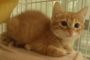 予約になりました　11/32025/10/31掲載		■名前:子猫　25-K165■性別:メス■年齢:2ヵ月くらい■ノミダニ・寄生虫駆除済(マイフリーガード・プロコックス済)■ワクチン接種済(3種1回)おっとりとした性格爪を立てず威嚇もしません保護宅の猫には とても甘えるので先住猫の居るご家庭でも早く馴染めそうです■連絡先月～金曜日　18：30～21：00土～日曜・祝日　9：00～21：00※通話中の着信履歴が表示されません　ショートメールの通知が鳴らないことが多いため　電話がつながらない時はしばらくしてからおかけ直しをお願いいたします※時間外のお電話・メールでの受付はしておりません嵯峨　080-3489-9874