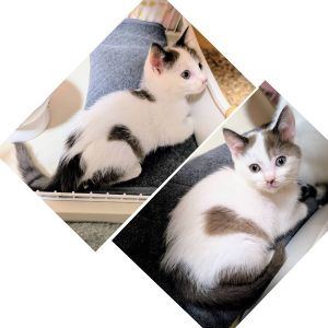 予約になりました　11/92025/10/31掲載		■名前:子猫　25-K393■性別:メス■年齢:2ヵ月くらい　(推定2025/9/1生まれ)■ノミダニ・寄生虫駆除済(フロントラインスプレー・ドロンタール済)■ワクチン接種済(3種)お鼻の点々模様がチャームポイントこげ茶色の毛色も可愛いです体の模様は時々ハートに見えます人懐っこく、喉を鳴らしながらスリスリ甘えてきますまっすぐしっぽ■連絡先・受付時間　(両名受付可能・メールでの譲渡受付はしておりません)🐈大嶋　070-3390-3998　9：00～21：00　※留守番電話に切り替わった際はお名前・ご用件・希望の猫の番号等を残していただけると助かります🐈嵯峨　080-3489-9874　月～金曜日　18：30～21：00　土～日曜・祝日　9：00～21：00※通話中の着信履歴が表示されません　ショートメールの通知が鳴らないことが多いため　電話がつながらない時はしばらくしてからおかけ直しをお願いいたします