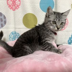 予約になりました　11/42025/10/31掲載		■名前:子猫　25-K400　(赤首輪)■性別:メス■年齢:2ヵ月くらい　(推定2025/9/1生まれ)■ノミダニ・寄生虫駆除済(フロントラインスプレー・ドロンタール済)■ワクチン接種済(3種)人懐っこい姉妹みんなで元気に走り回っていますおっとりマイペースな女の子犬、大人猫と一緒に過ごしているので先住犬、先住猫さんのいるご家庭でもすぐに慣れてくれそうですまっすぐしっぽ■連絡先・受付時間　(両名受付可能・メールでの譲渡受付はしておりません)🐈大嶋　070-3390-3998　9：00～21：00　※留守番電話に切り替わった際はお名前・ご用件・希望の猫の番号等を残していただけると助かります🐈嵯峨　080-3489-9874　月～金曜日　18：30～21：00　土～日曜・祝日　9：00～21：00※通話中の着信履歴が表示されません　ショートメールの通知が鳴らないことが多いため　電話がつながらない時はしばらくしてからおかけ直しをお願いいたします