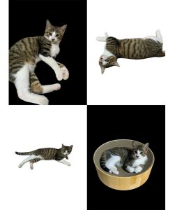 2025/11/2	掲載					■名前：	子猫	25-K166	■性別：	オス		■年齢：	3.5か月くらい		■ノミダニ駆除　　済		■寄生虫駆除　　　済		■ワクチン接種　　予定三種町で保護されています						兄弟仲良く元気に成長しました！			人馴れもしています			トイレも失敗ありません			25-K166.167は兄弟です			■連絡先：E・佐々木　　電話　080-3489-7436			（仕事の都合により平日は18時半～21時までにお願いします）			