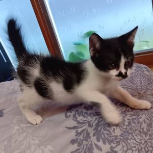 もらわれました　11/16予約になりました　11/62025/11/4掲載		■名前:子猫　25-K373■性別:オス■年齢:1ヵ月半くらい　(推定2025/9/5生まれ)■ノミダニ・寄生虫駆除済(フロントラインスプレー・ドロンタール済)■ワクチン接種済(3種)人とも猫とも仲良くできます人見知りは全くしません抱っこも嫌がりませんギザギザ型のかぎしっぽトイレ・ケージでお留守番できます♪■連絡先・受付時間　(両名受付可能・メールでの譲渡受付はしておりません)🐈大嶋　070-3390-3998　9：00～21：00　※留守番電話に切り替わった際はお名前・ご用件・希望の猫の番号等を残していただけると助かります🐈嵯峨　080-3489-9874　月～金曜日　18：30～21：00　土～日曜・祝日　9：00～21：00※通話中の着信履歴が表示されません　ショートメールの通知が鳴らないことが多いため　電話がつながらない時はしばらくしてからおかけ直しをお願いいたします