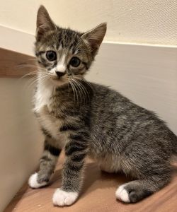 予約になりました　11/232025/11/10更新		■名前:子猫　25-K383■性別:オス■年齢:1ヵ月半くらい　(推定2025/9/19生まれ)■ノミダニ・寄生虫駆除済(フロントラインスプレー・ドロンタール・ネクスガードキャットコンボ済)■ワクチン接種済(3種1回)元気いっぱいで走り回りますご飯もたくさん食べトイレも上手にできます靴下を履いたように足元が白いです人見知り全くなし人懐っこい兄妹ケージでお留守番できます♪■連絡先・受付時間　(両名受付可能・メールでの譲渡受付はしておりません)🐈大嶋　070-3390-3998　9：00～21：00　※留守番電話に切り替わった際はお名前・ご用件・希望の猫の番号等を残していただけると助かります🐈嵯峨　080-3489-9874　月～金曜日　18：30～21：00　土～日曜・祝日　9：00～21：00※通話中の着信履歴が表示されません　ショートメールの通知が鳴らないことが多いため　電話がつながらない時はしばらくしてからおかけ直しをお願いいたします