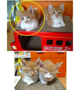 2025/11/4	掲載					■名前：	子猫	25-K168	■仮名：			■性別：	オス		■年齢：	２ヵ月くらい		■ノミダニ駆除　　済		■寄生虫駆除　　　済		■ワクチン接種　　済(1回目）	■血液検査	猫エイズ、猫白血病ともに陰性	（まだ幼いので、生後6か月くらいでの再検査をおすすめします）			秋田市で保護されています						茶白の兄弟です			とても仲良しで、二匹一緒に家族に迎えてくださる方希望です			瞳は茶色です						■連絡先：E・佐々木　　電話　080-3489-7436			（仕事の都合により平日は18時半～21時までにお願いします）			