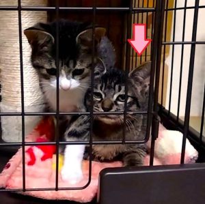 2025/11/4	掲載					■名前：	子猫	25-K171	■仮名：			■性別：	オス		■年齢：	３ヵ月くらい		■ノミダニ駆除　　済		■寄生虫駆除　　　済		■ワクチン接種　　予定		■血液検査	猫エイズ、猫白血病ともに陰性		（まだ幼いので、生後6か月くらいでの再検査をおすすめします）			大仙市で保護されています						サバトラ柄の元気な男の子です			兄弟仲良く成長中です！						■連絡先月～金曜日　18：30～21：00土～日曜・祝日　9：00～21：00※通話中の着信履歴が表示されません　ショートメールの通知が鳴らないことが多いため　電話がつながらない時はしばらくしてからおかけ直しをお願いいたします※時間外のお電話・メールでの受付はしておりません嵯峨　080-3489-9874