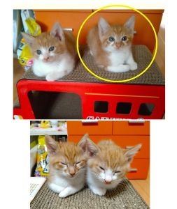 2025/11/4	掲載					■名前：	子猫	25-K169	■仮名：			■性別：	オス		■年齢：	２ヵ月くらい		■ノミダニ駆除　　済		■寄生虫駆除　　　済		■ワクチン接種　　済(1回目）	■血液検査	猫エイズ、猫白血病ともに陰性（まだ幼いので、生後6か月くらいでの再検査をおすすめします）			秋田市で保護されています						茶白の兄弟です！			とても仲良しで、二匹一緒に家族に迎えてくださる方希望です			瞳は茶色です						■連絡先：E・佐々木　　電話　080-3489-7436			（仕事の都合により平日は18時半～21時までにお願いします）			