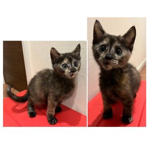 予約になりました　11/232025/11/10更新		■名前:子猫　25-K384■性別:メス■年齢:1ヵ月半くらい　(推定2025/9/19生まれ)■ノミダニ・寄生虫駆除済(フロントラインスプレー・ドロンタール済)■ワクチン接種済(3種1回)活発で走り回っています飛んだり跳ねたりしています大人猫にも物怖じしません人見知り全くなし人懐っこい兄妹トイレ・ケージでお留守番できます♪■連絡先・受付時間　(両名受付可能・メールでの譲渡受付はしておりません)🐈大嶋　070-3390-3998　9：00～21：00　※留守番電話に切り替わった際はお名前・ご用件・希望の猫の番号等を残していただけると助かります🐈嵯峨　080-3489-9874　月～金曜日　18：30～21：00　土～日曜・祝日　9：00～21：00※通話中の着信履歴が表示されません　ショートメールの通知が鳴らないことが多いため　電話がつながらない時はしばらくしてからおかけ直しをお願いいたします