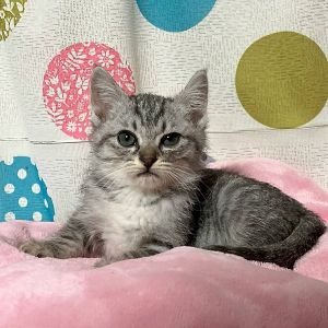 予約になりました　11/62025/11/6掲載		■名前:子猫　25-K401■性別:メス■年齢:2ヵ月くらい　(推定2025/9/1生まれ)■ノミダニ・寄生虫駆除済(フロントラインスプレー・ドロンタール済)■ワクチン接種済(3種)人懐っこい女の子甘えん坊さんです遊んでいると思ったら電池切れで隣で丸まって寝ていたりします犬・大人猫と一緒に過ごしているので先住犬・先住猫さんのいるご家庭でもすぐに慣れてくれそうですきれいなグレーのサバトラさんまっすぐしっぽ■連絡先・受付時間　(両名受付可能・メールでの譲渡受付はしておりません)🐈大嶋　070-3390-3998　9：00～21：00　※留守番電話に切り替わった際はお名前・ご用件・希望の猫の番号等を残していただけると助かります🐈嵯峨　080-3489-9874　月～金曜日　18：30～21：00　土～日曜・祝日　9：00～21：00※通話中の着信履歴が表示されません　ショートメールの通知が鳴らないことが多いため　電話がつながらない時はしばらくしてからおかけ直しをお願いいたします