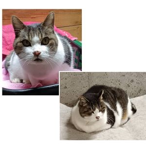 2025/11/6掲載		■名前:成猫　25-C38■性別:メス■年齢:15歳くらい■ノミダニ・寄生虫駆除済■血液検査済(猫エイズ・猫白血病共に陰性)■避妊手術済■ワクチン接種済(3種)とても人懐っこく人見知り・場所見知り全くありません初めての人にも抱っこさせてくれる温厚な女の子シニア猫さんですがとっても元気です穏やかに過ごせる優しい子ゆっくり一緒の時間を過ごしてくださる方60代・70代への方への譲渡も大歓迎です■連絡先月～金曜日　18：30～21：00土～日曜・祝日　9：00～21：00※通話中の着信履歴が表示されません　ショートメールの通知が鳴らないことが多いため　電話がつながらない時はしばらくしてからおかけ直しをお願いいたします※時間外のお電話・メールでの受付はしておりません嵯峨　080-3489-9874