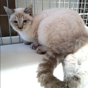 2025/11/6掲載		■名前:子猫　25-K174■性別:オス■年齢:4～5ヵ月くらい■ノミダニ・寄生虫駆除済(ネクスガードキャットコンボ済)■血液検査済(猫エイズ・猫白血病共に陰性)■去勢手術済■ワクチン接種済(3種)人懐っこいシャム系の男の子そっくり兄弟攻撃性全くなく優しい性格母猫とそのエリアの子達を10頭近く血液検査済ですが猫エイズ・猫白血病がプラスの子は一匹も出ていません保護主さんのご意向によりこの子に限りますが単身男性男性と親だけの世帯賃貸にお住まいの方若い方だけの世帯への譲渡をお断りする場合がありますのでご了承ください■連絡先月～金曜日　18：30～21：00土～日曜・祝日　9：00～21：00※通話中の着信履歴が表示されません　ショートメールの通知が鳴らないことが多いため　電話がつながらない時はしばらくしてからおかけ直しをお願いいたします※時間外のお電話・メールでの受付はしておりません嵯峨　080-3489-9874