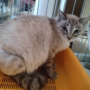 2025/11/7掲載		■名前:成猫　25-C39■性別:メス■年齢:1歳くらい■ノミダニ・寄生虫駆除済(ネクスガードキャットコンボ)■血液検査済(猫エイズ・猫白血病共に陰性)■避妊手術済■ワクチン接種済(3種)とても人懐っこく保護前にお外にいた時も人の後をくっついて歩く子でしたシャム系の美猫さんまっすぐしっぽ保護主さんのご意向によりこの子に限りますが単身男性男性と親だけの世帯賃貸にお住まいの方若い方だけの世帯への譲渡をお断りする場合がありますのでご了承ください■連絡先月～金曜日　18：30～21：00土～日曜・祝日　9：00～21：00※通話中の着信履歴が表示されません　ショートメールの通知が鳴らないことが多いため　電話がつながらない時はしばらくしてからおかけ直しをお願いいたします※時間外のお電話・メールでの受付はしておりません嵯峨　080-3489-9874