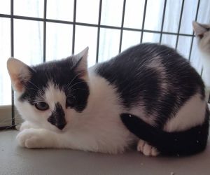 2025/11/7掲載		■名前:子猫　25-K177■性別:オス■年齢:2ヵ月くらい■ノミダニ・寄生虫駆除済(ネクスガードキャットコンボ済)■母猫の血液検査済(猫エイズ・猫白血病共に陰性)■ワクチン接種済(3種)お鼻に模様のある無邪気な男の子元気いっぱいまんまる体系まっすぐしっぽ母猫が感染症マイナス他の猫との接触の可能性が低いので猫エイズ・猫白血病はマイナスかと思われます保護主さんのご意向によりこの子に限りますが単身男性男性と親だけの世帯賃貸にお住まいの方若い方だけの世帯への譲渡をお断りする場合がありますのでご了承ください■連絡先月～金曜日　18：30～21：00土～日曜・祝日　9：00～21：00※通話中の着信履歴が表示されません　ショートメールの通知が鳴らないことが多いため　電話がつながらない時はしばらくしてからおかけ直しをお願いいたします※時間外のお電話・メールでの受付はしておりません嵯峨　080-3489-9874