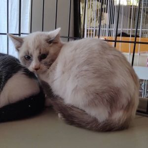 予約になりました　11/92025/11/7掲載		■名前:子猫　25-K176■性別:メス■年齢:2ヵ月くらい■ノミダニ・寄生虫駆除済(ネクスガードキャットコンボ済)■母猫の血液検査済(猫エイズ・猫白血病共に陰性)■ワクチン接種済(3種)三毛が入ったシャム系の女の子元気いっぱいまんまる体系でふわふわの毛まっすぐしっぽ母猫が感染症マイナス他の猫との接触の可能性が低いので猫エイズ・猫白血病はマイナスかと思われます保護主さんのご意向によりこの子に限りますが単身男性男性と親だけの世帯賃貸にお住まいの方若い方だけの世帯への譲渡をお断りする場合がありますのでご了承ください■連絡先月～金曜日　18：30～21：00土～日曜・祝日　9：00～21：00※通話中の着信履歴が表示されません　ショートメールの通知が鳴らないことが多いため　電話がつながらない時はしばらくしてからおかけ直しをお願いいたします※時間外のお電話・メールでの受付はしておりません嵯峨　080-3489-9874