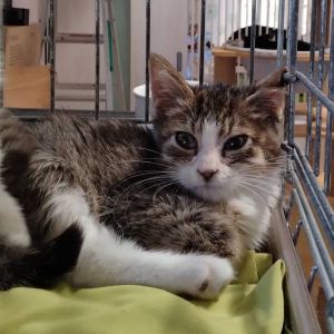 予約になりました　11/232025/11/20更新		■名前:子猫　25-K179■性別:オス■年齢:1ヵ月半くらい■ノミダニ・寄生虫駆除済(ネクスガードキャットコンボ済)■母猫の血液検査済(猫エイズ・猫白血病共に陰性)■ワクチン接種済(3種)大きな瞳の可愛い男の子おっとりした性格もふもふの柔らかい毛まっすぐしっぽ母猫とそのエリアの子達を10頭近く血液検査済ですが猫エイズ・猫白血病がプラスの子は一匹も出ていません感染症はほぼマイナスと思ってもらって大丈夫だと思います保護主さんのご意向によりこの子に限りますが単身男性男性と親だけの世帯賃貸にお住まいの方若い方だけの世帯への譲渡をお断りする場合がありますのでご了承ください■連絡先月～金曜日　18：30～21：00土～日曜・祝日　9：00～21：00※通話中の着信履歴が表示されません　ショートメールの通知が鳴らないことが多いため　電話がつながらない時はしばらくしてからおかけ直しをお願いいたします※時間外のお電話・メールでの受付はしておりません嵯峨　080-3489-9874