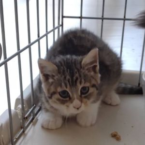 2025/11/20更新		■名前:子猫　25-K180■性別:オス■年齢:2ヵ月くらい■ノミダニ・寄生虫駆除済(ネクスガードキャットコンボ済)■母猫の血液検査済(猫エイズ・猫白血病共に陰性)■ワクチン接種済(3種)ゴロゴロと喉を鳴らす甘えっ子おっとりした性格もふもふの柔らかい毛まっすぐしっぽ母猫とそのエリアの子達を10頭近く血液検査済ですが猫エイズ・猫白血病がプラスの子は一匹も出ていません感染症はほぼマイナスと思ってもらって大丈夫だと思います保護主さんのご意向によりこの子に限りますが単身男性男性と親だけの世帯賃貸にお住まいの方若い方だけの世帯への譲渡をお断りする場合がありますのでご了承ください■連絡先月～金曜日　18：30～21：00土～日曜・祝日　9：00～21：00※通話中の着信履歴が表示されません　ショートメールの通知が鳴らないことが多いため　電話がつながらない時はしばらくしてからおかけ直しをお願いいたします※時間外のお電話・メールでの受付はしておりません嵯峨　080-3489-9874