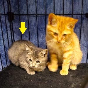 保護主さんが貰い手を決めました　11/152025/11/9	掲載					■名前：	子猫	25-K181	■性別：	メス		■年齢：	2か月くらい		■ノミダニ駆除　　済（薬品名：ネクスガードキャットコンボ）		■寄生虫駆除　　　済		■ワクチン接種　　済（3種混合）1回目			秋田市で保護されています						サバトラ柄の女の子です			母猫の母乳で元気に成長しました			25-K181.182は兄弟です						■連絡先：E・佐々木　　電話　080-3489-7436			（仕事の都合により平日は18時半～21時までにお願いします）			