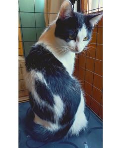 2025/11/09	掲載			■名前：	成猫	25-C41■仮名：	まだら	■性別：	メス	■年齢：	1歳（2024/10/15生）	■ノミダニ駆除　　済	■寄生虫駆除　　　済	■ワクチン接種　　予定	■避妊手術　　済	■血液検査　　猫エイズ、猫白血病ともに陰性	"鹿角市で保護されています		"				人馴れはしてますが、抱っこが少し苦手でビビりなところがあります。		初めましてのときは、少し怖がるかもしれません。		背中の模様がとても特徴的な子です						■連絡先：E・佐々木　　電話　080-3489-7436		（仕事の都合により平日は18時半～21時までにお願いします）		