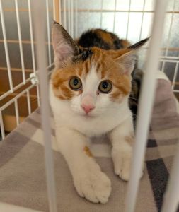 2025/11/10	掲載					■名前：	子猫	25-K184	■仮名：	みーちゃん		■性別：	メス		■年齢：	4か月くらい		■ノミダニ駆除  済（薬品名：フィプロスポットプラスキャット）		■寄生虫駆除    済		■ワクチン接種  済（3種混合）■血液検査	猫エイズ、猫白血病ともに陰性	（まだ幼いので、生後6か月くらいでの再検査をおすすめします）			秋田市で保護されています						三毛柄の女の子			元気いっぱいな甘えん坊さんです			抱っこも大丈夫です!						■連絡先：E・佐々木　　電話　080-3489-7436			（仕事の都合により平日は18時半～21時までにお願いします）			