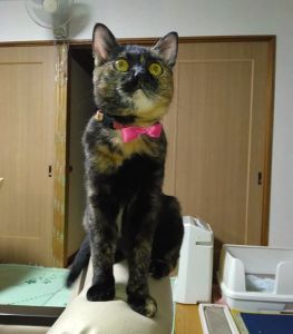 2025/11/10	掲載					■名前：	成猫	25-C43	■仮名：	ミミ		■性別：	メス		■年齢：	１歳くらい		■ノミダニ駆除　　済		■寄生虫駆除　　　済		■ワクチン接種　　済		■避妊手術　　済		■血液検査　　猫エイズ、猫白血病ともに陰性		男鹿市で保護されています						さび柄の女の子			元気でお転婆さんです！			飼い主さんが高齢の為将来を心配してミミちゃんの新しい家族を探しています						■連絡先：E・佐々木　　電話　080-3489-7436			（仕事の都合により平日は18時半～21時までにお願いします）			