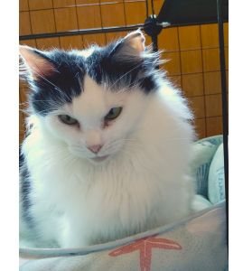 ■名前：	成猫	25-C40■仮名：	おかめ	■性別：	メス	■年齢：	3歳くらい	■ノミダニ駆除　　済	■寄生虫駆除　　　済	■ワクチン接種　　予定	■避妊手術　　済	■血液検査　　猫エイズ、猫白血病ともに陰性	鹿角市で保護されています				人馴れはしてますが、おとなしいです。		少し毛並みが長いですが、体重は3キロくらいの女の子です。								■連絡先：E・佐々木　　電話　080-3489-7436		（仕事の都合により平日は18時半～21時までにお願いします）		