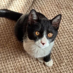 2025/12/5　　更新2025/11/13	掲載					■名前：	子猫	25-K185	■仮名：	かえで		■性別：	オス		■年齢：	５か月くらい		■ノミダニ駆除　　済（薬品名：ネクスガードキャットコンボ）		■寄生虫駆除　　　済		■ワクチン接種　　済（3種混合）2回目■血液検査	猫エイズ、猫白血病ともに陰性	（まだ幼いので、生後6か月くらいでの再検査をおすすめします）			南秋田郡で保護されています						マイペースで穏やかな子です。			抱っこも爪切りもさせてくれます。			食べるのも遊ぶのも大好きです！						■連絡先：E・佐々木　　電話　080-3489-7436			（仕事の都合により平日は18時半～21時までにお願いします）			