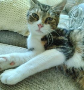 2025/11/27　更新2025/11/15	掲載					■名前：	子猫	25-K187	■仮名：	大豆くん		■性別：	オス		■年齢：	8か月くらい		■ノミダニ駆除　　済（薬品名：ネクスガードキャットコンボ）		■寄生虫駆除　　　済		■ワクチン接種　　済（3種混合）	■去勢手術　　　済		■血液検査　　　済（猫エイズ、猫白血病ともに陰性）					秋田市で保護されています去勢手術済ませました！						人懐っこく、ピンクの鼻がかわいい、甘えん坊な男の子です。						25-K186.187.188は兄弟です						■連絡先：E・佐々木　　電話　080-3489-7436			（仕事の都合により平日は18時半～21時までにお願いします）			