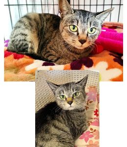 2025/11/24	掲載					■名前：	子猫	25-K189	■仮名：	はな		■性別：	メス		■年齢：	7か月位		■ノミダニ駆除　　済（薬品名：ネクスガードキャットコンボ）		■寄生虫駆除　　　済（薬品名：ドロンシット）		■ワクチン接種　予定		■避妊・去勢　　予定能代市で保護されています						小柄でキュートなお顔の女の子です			保護時から人慣れしていて、抱っこが大好き！			だれにでもゴロゴロ甘えます			いたずらや無駄鳴きもしないおとなしい子です飼い猫が外に出てしまったか、捨てられたのだと思います飼い猫を逃がしてしまったら探しましょう！			■連絡先：E・佐々木　　電話　080-3489-7436			（仕事の都合により平日は18時半～21時までにお願いします）			