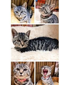 2025/11/27　写真更新2025/11/24	掲載					■名前：	子猫	25-K190	■仮名：	梗		■性別：	メス		■年齢：	3か月くらい		■ノミダニ駆除　　済（薬品名：アドボケート）		■寄生虫駆除　　　済		■ワクチン接種　　済（3種混合）1回目			能代市で保護されています						サバトラ柄の元気な女の子			保護時から比較的人慣れしていてる子ですトイレもきちんと使えます									■連絡先：E・佐々木　　電話　080-3489-7436			（仕事の都合により平日は18時半～21時までにお願いします）			