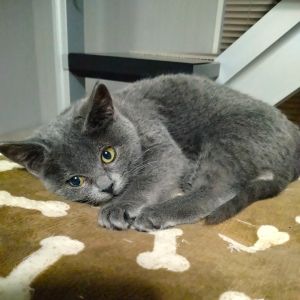 2025/12/1	掲載					■名前：	子猫	25-K191	■性別：	メス		■年齢：	3か月くらい		■ノミダニ駆除　　済（薬品名：ネクスガードキャットコンボ）		■寄生虫駆除　　　済		■ワクチン接種　　済（3種混合）1回目			秋田市で保護されています						グレーの毛色の女の子です			とても元気です！									■連絡先：E・佐々木　　電話　080-3489-7436			（仕事の都合により平日は18時半～21時までにお願いします）			