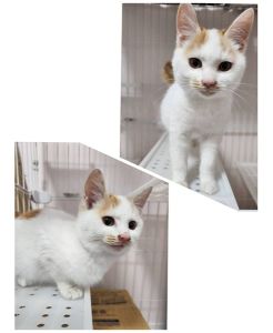 2025/12/2	掲載					■名前：	子猫	25-K192■仮名：	ほたて		■性別：	メス		■年齢：	3か月くらい		■ノミダニ駆除　　済（薬品名：ネクスガードキャットコンボ）		■寄生虫駆除　　　済		■ワクチン接種　　済（3種混合）1回目由利本荘市で保護されています						とても甘えん坊の女の子(^^)			おっとりしてる性格の美人さんです！									■連絡先：E・佐々木　　電話　080-3489-7436			（仕事の都合により平日は18時半～21時までにお願いします）			