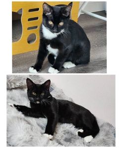 2025/12/2	掲載					■名前：	子猫	25-K193	■仮名：	しじみ		■性別：	オス		■年齢：	3か月くらい		■ノミダニ駆除　　済（薬品名：ネクスガードキャットコンボ）		■寄生虫駆除　　　済		■ワクチン接種　　済（3種混合）1回目由利本荘市で保護されています						靴下履いてるみたいな模様が可愛い子(^^)			少しビビりで...人馴れ訓練中です			気長にこの子のビビりに向き合ってくれる方よろしくお願いします！						■連絡先：E・佐々木　　電話　080-3489-7436			（仕事の都合により平日は18時半～21時までにお願いします）			