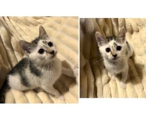 2025/12/8	掲載					■名前：	子猫	25-K198	■仮名：	クリ坊		■性別：	オス		■年齢：	2か月くらい		■ノミダニ駆除　　済（薬品名：フロントライン）		■寄生虫駆除　　　済■ワクチン接種　　済（3種混合）1回目			能代市で保護されています						先輩猫達ににゃんプロを仕掛ける元気な子です！			クリクリお目目の男の子			名前を呼べば走って来てくれます						■連絡先：E・佐々木　　電話　080-3489-7436			（仕事の都合により平日は18時半～21時までにお願いします）			