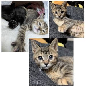 予約になりました　12/142025/12/12掲載■名前:子猫　25-K402■性別:メス■年齢:2ヵ月くらい　(推定2025/10/5生まれ)■ノミダニ・寄生虫駆除済(フロントラインスプレー・ドロンタール・ネクスガードキャットコンボ済)■ワクチン接種済(3種1回)とても元気な女の子とても頭が良くこちらの言葉を理解してるかのような仕草でお返事してくれます人の顔をじーっと見つめて来ますカギしっぽ■連絡先・受付時間　(両名受付可能・メールでの譲渡受付はしておりません)🐈大嶋　070-3390-3998　9：00～21：00　※留守番電話に切り替わった際はお名前・ご用件・希望の猫の番号等を残していただけると助かります🐈嵯峨　080-3489-9874　(12/12㈮.12/19㈮は電話受付をお休みさせていただきます)　月～金曜日　18：30～21：00　土～日曜・祝日　9：00～21：00　※通話中の着信履歴が表示されません　　ショートメールの通知が鳴らないことが多いため　　電話がつながらない時はしばらくしてからおかけ直しをお願いいたします