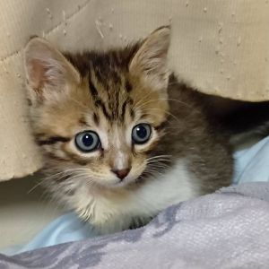 2026/1/22更新■名前:子猫　25-K405■性別:メス■年齢:3ヵ月くらい　(推定2025/10/14生まれ)■ノミダニ・寄生虫駆除済(フロントラインスプレー・ドロンタール・ネクスガードキャットコンボ済)■ワクチン接種済(３種２回)よく食べる元気な女の子物怖じしない好奇心旺盛な子ですまっすぐしっぽ他の猫とも仲良く遊べそうですトイレ・お留守番、できます■連絡先・受付時間　(両名受付可能)🐈大嶋　070-3390-3998　 9：00～21：00  ※留守番電話に切り替わった際はお名前・ご用件・希望の猫の番号等を残していただけると助かります🐈嵯峨　080-3489-9874   月～金曜日　17：00～21：00   土～日曜・祝日　7：00～21：00  ※電話がつながらない場合は下記アドレスに希望の猫番号・お名前・お電話番号をご連絡お願いいたします　  折り返しご連絡いたします　  saga.m-inunekoakita@ymobile.ne.jp